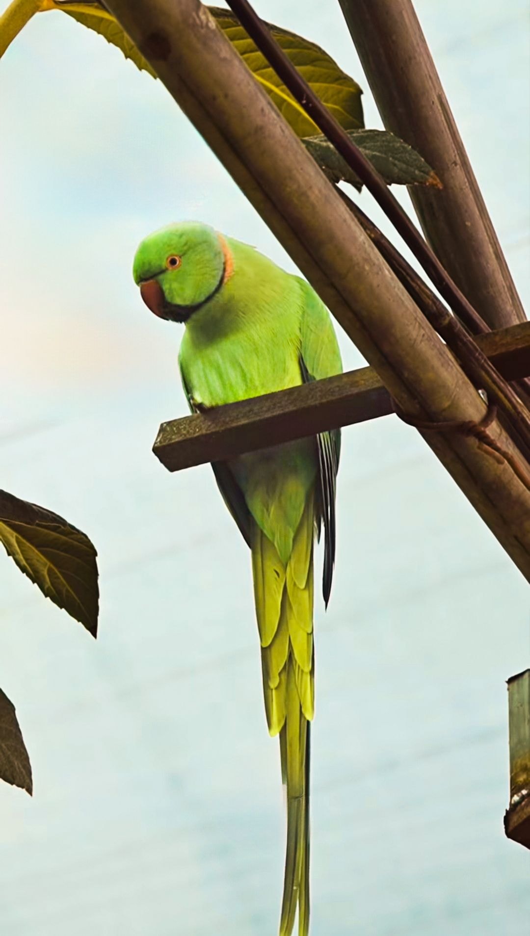 باغ پرندگان