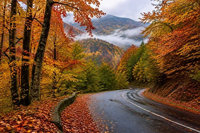 جنگل‌های شمال