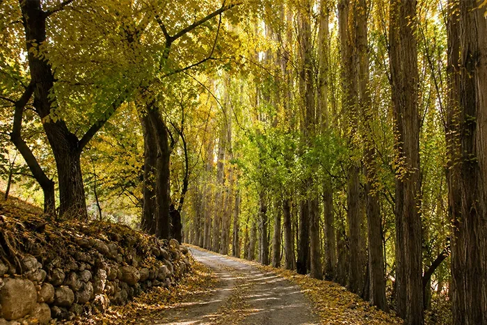 کوچه قیصری‌ها