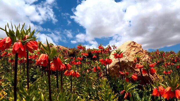 لالههای واژگون خوانسار