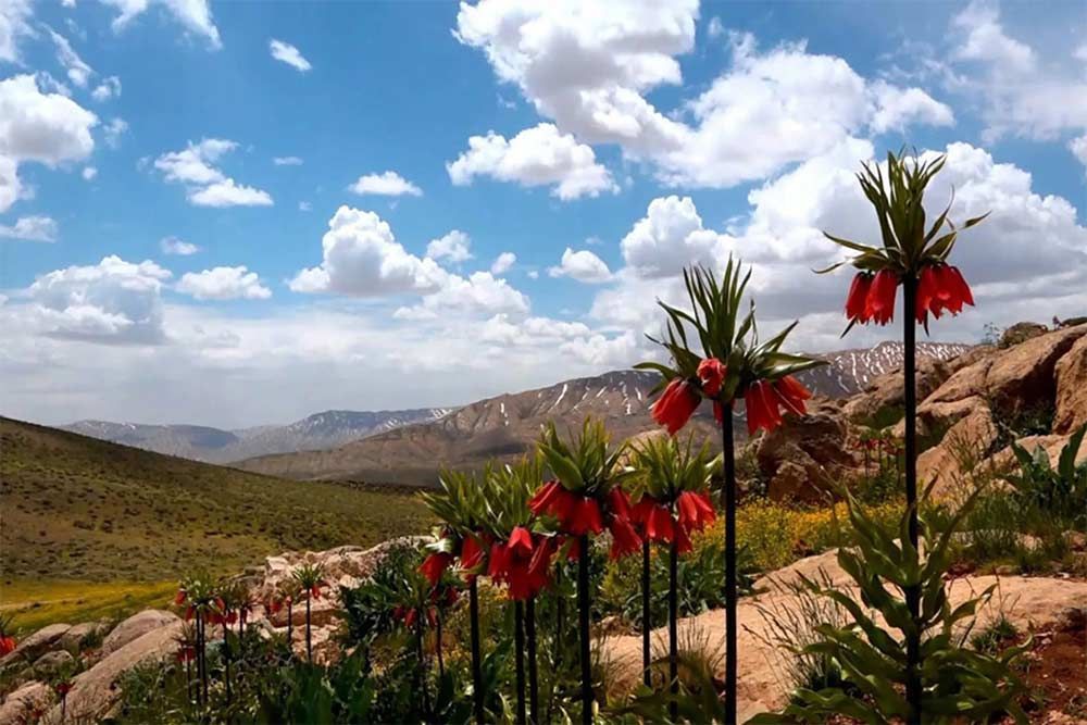 اقلیم کوهستانی سرد و نیمهمرطوب دشت لالههای واژگون