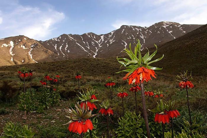 بهار در خوانسار